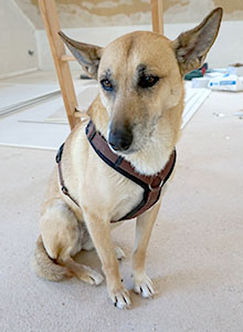 Hund Sascha
